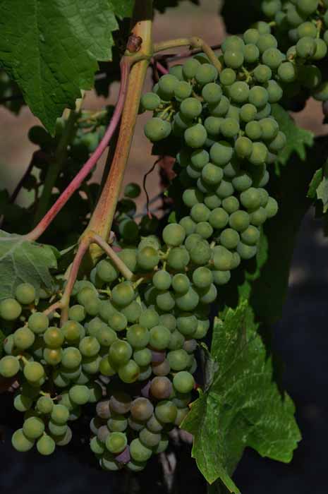 napa grapes